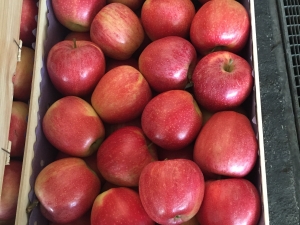 Gala apples in 13Kg wooden box for Egypt